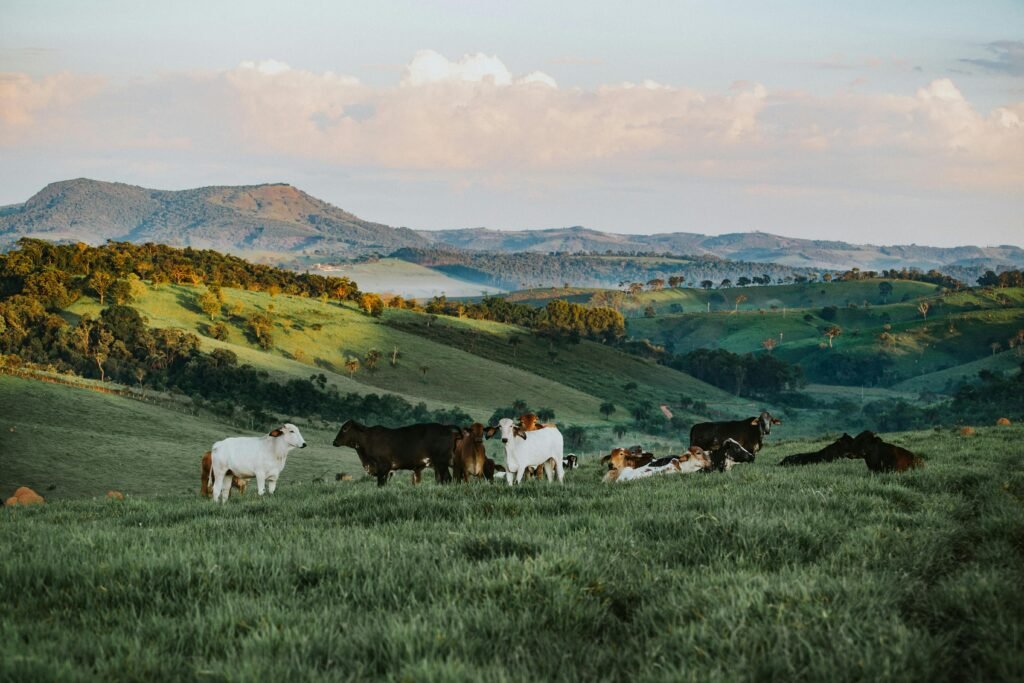 pexels-photo-841303-841303 A serene landscape of cattle in lush green fields with hills in the background, Brazil.